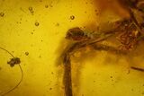 Fossil Spider (Araneae) and Mites (Acari) In Baltic Amber #170065-1